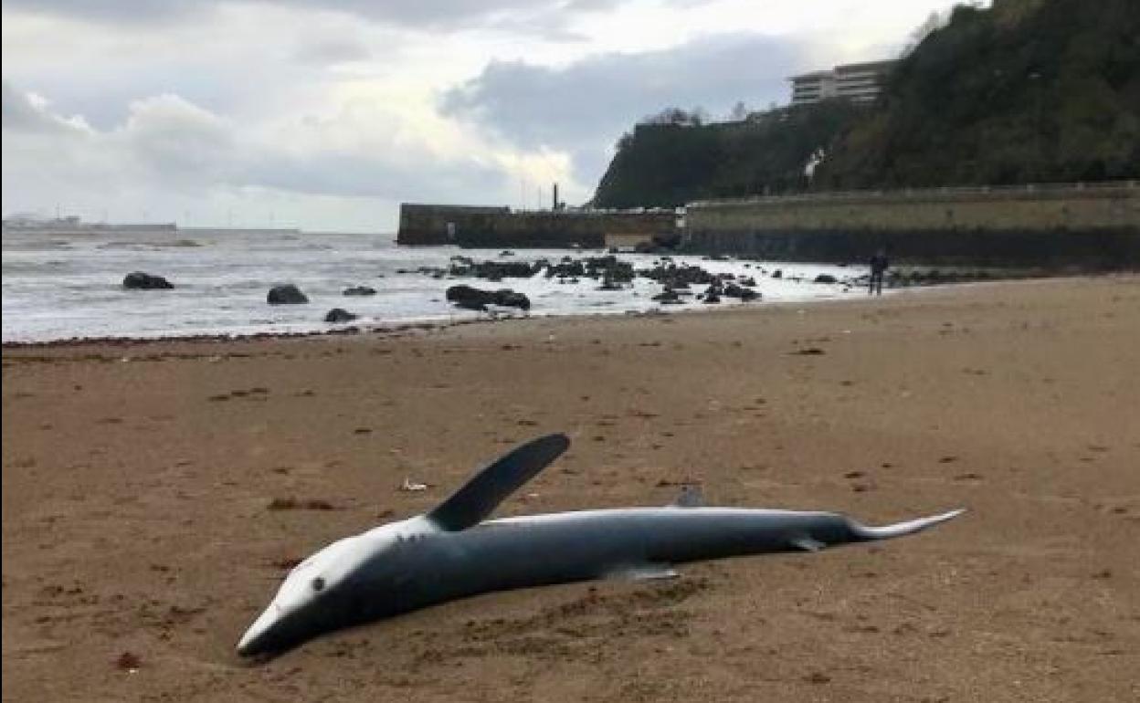 Aparece el cadáver de una tintorera de dos metros en la playa de Getxo